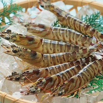 BY ԊCV (KK-100)y͂ԁF11{`z